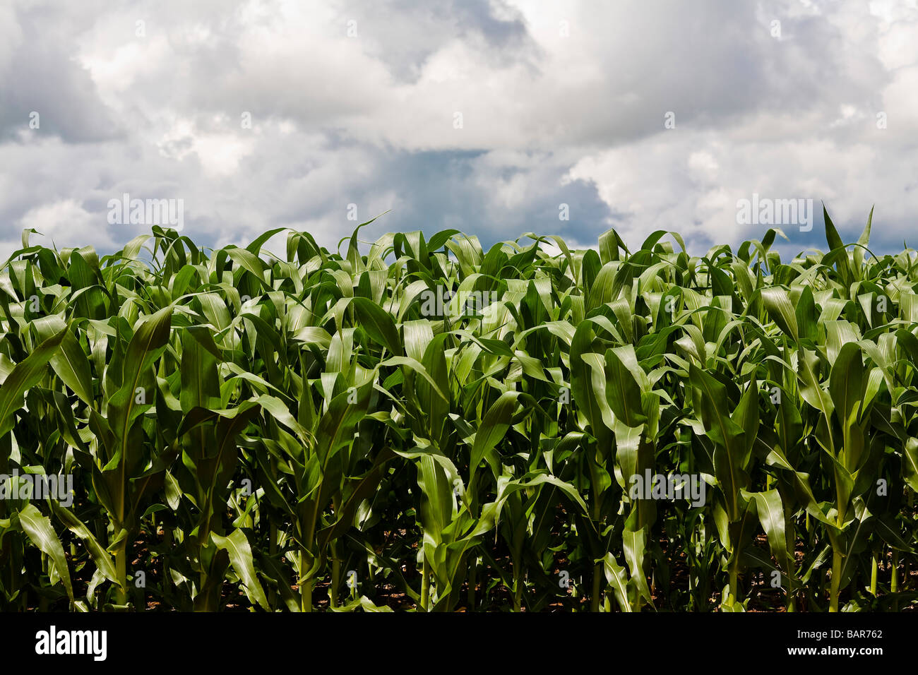 Agriculture corn plantation BR 163 road at Mato Grosso State Brazil Stock Photo