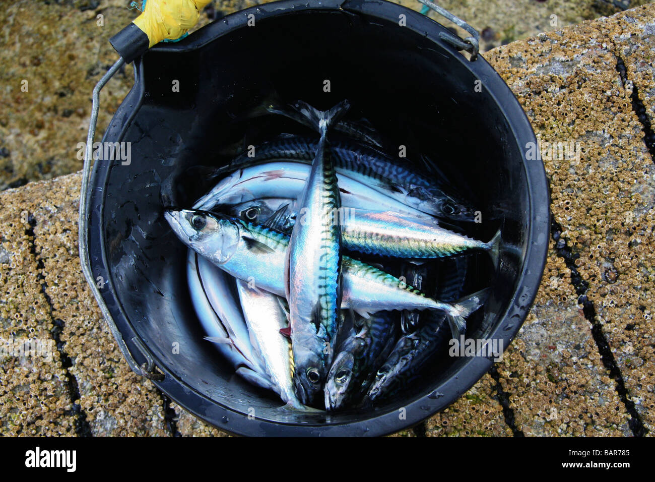 A bucket of fresh mackrel fish caught off the Island of Staffa, famous for Fingal's Cave, is made from volcanic Basalt rocks. Stock Photo