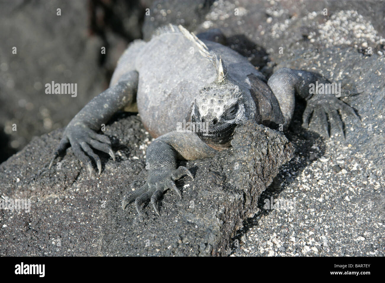 Marine Iguana, Amblyrhynchus cristatus, Iguanidae, Punta Espinoza, Fernandina (Narborough) Island, Galapagos Islands, Ecuador Stock Photo