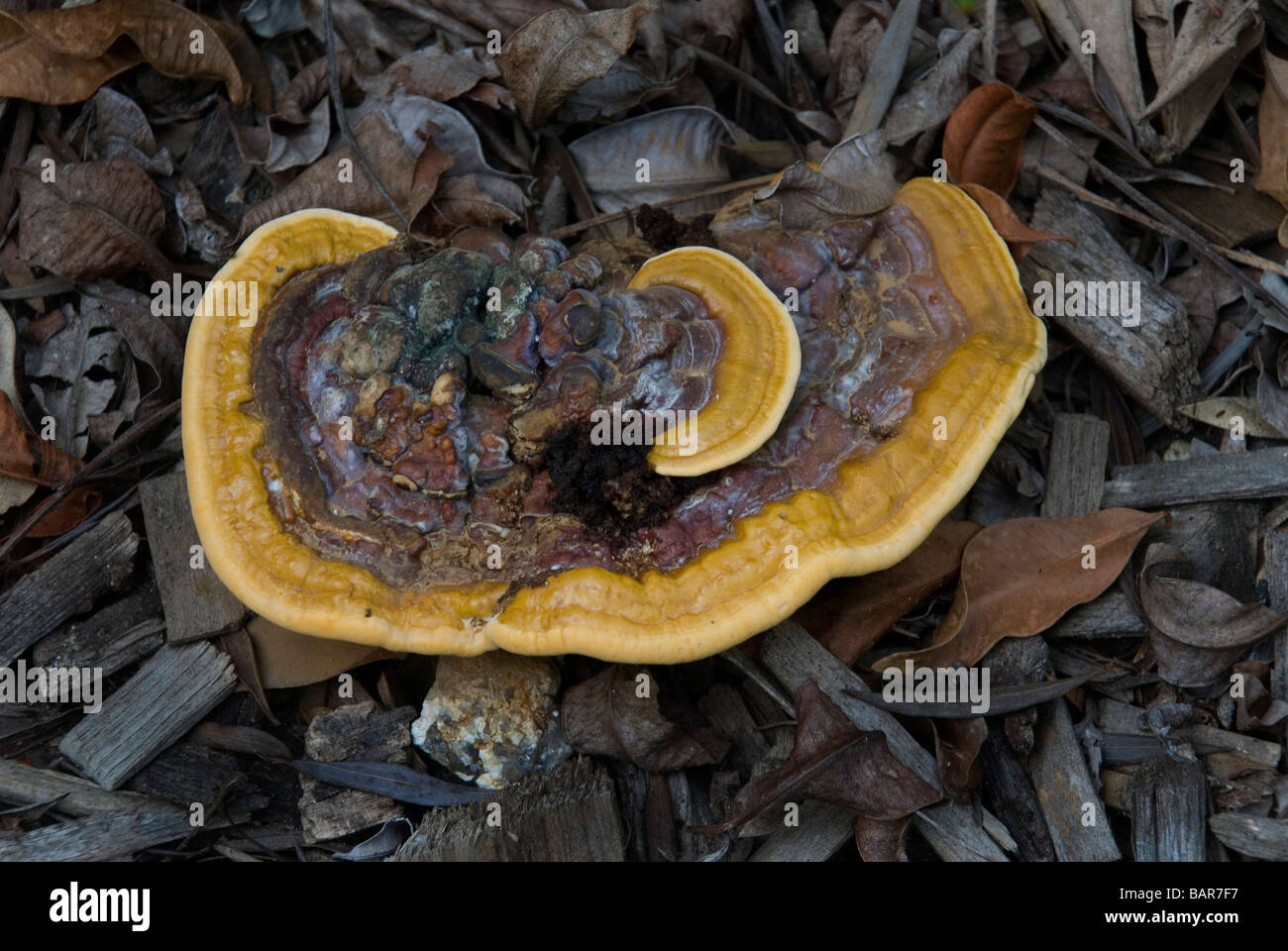 Hard body wood fungus Stock Photo