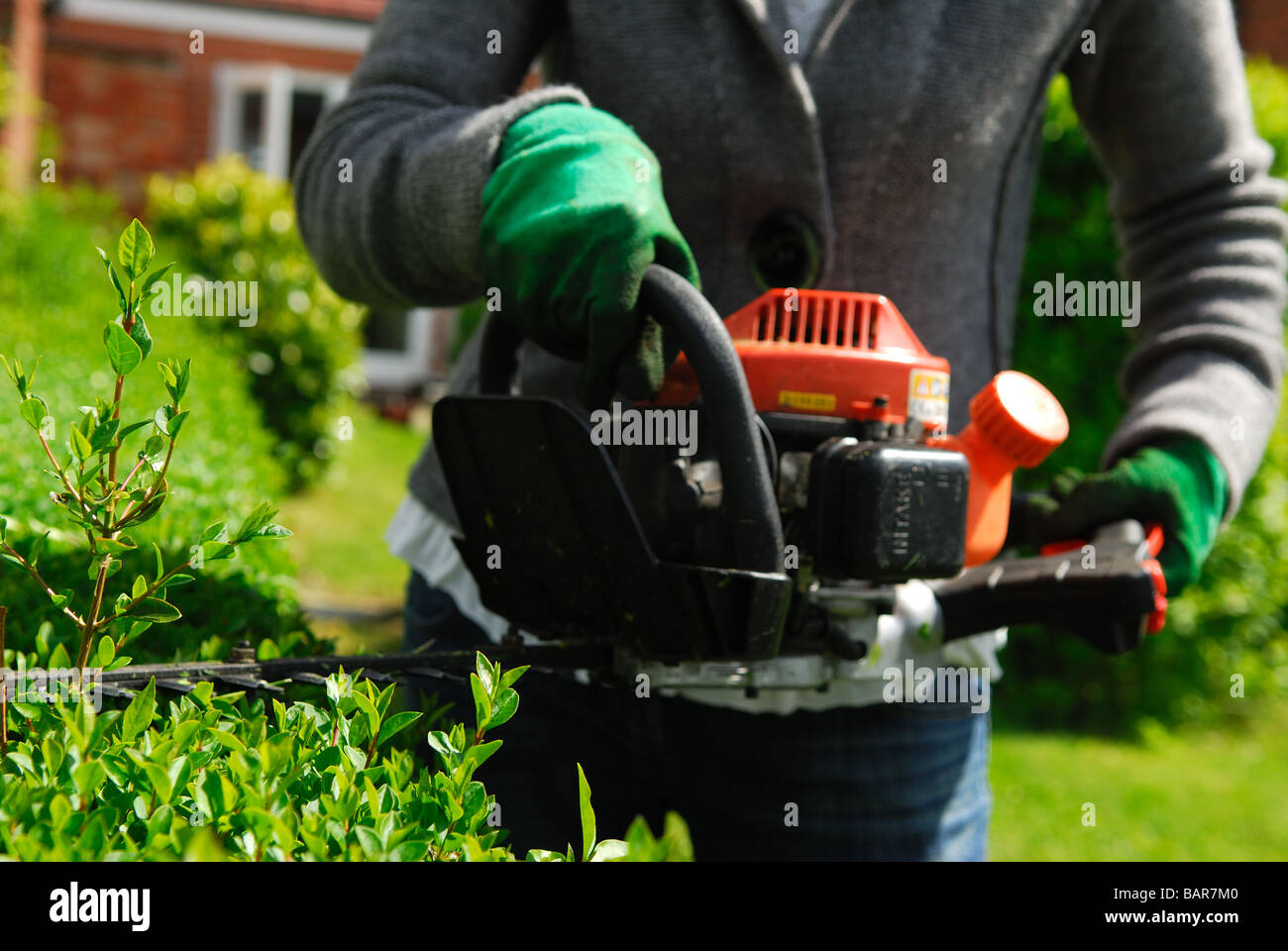 Hedge Trimming. Stock Photo