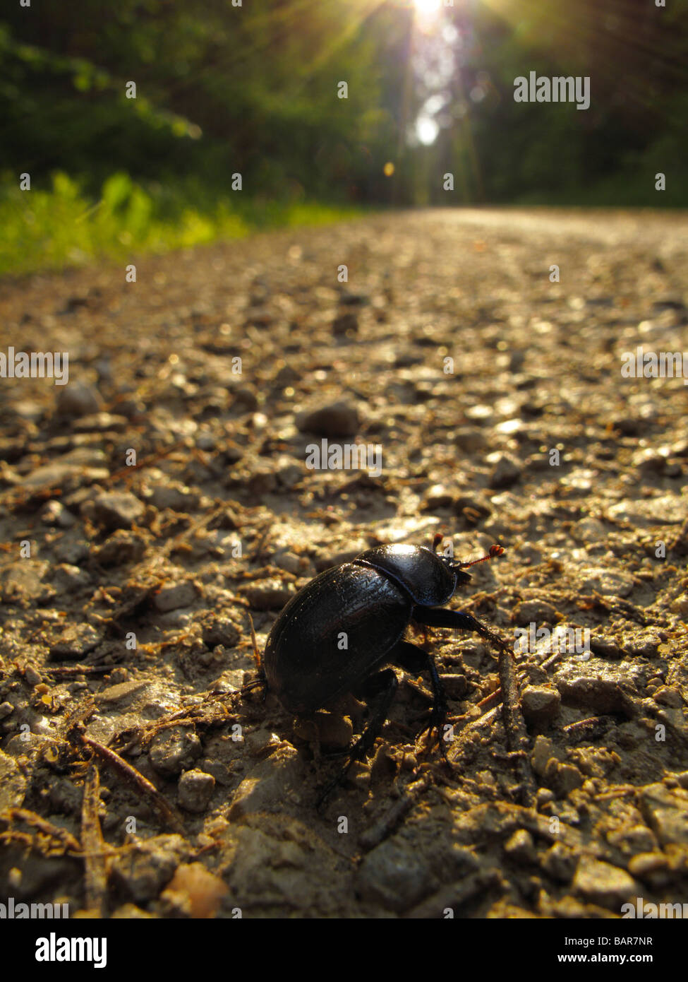 Dor beetle (Geotrupes stercorarius) Stock Photo