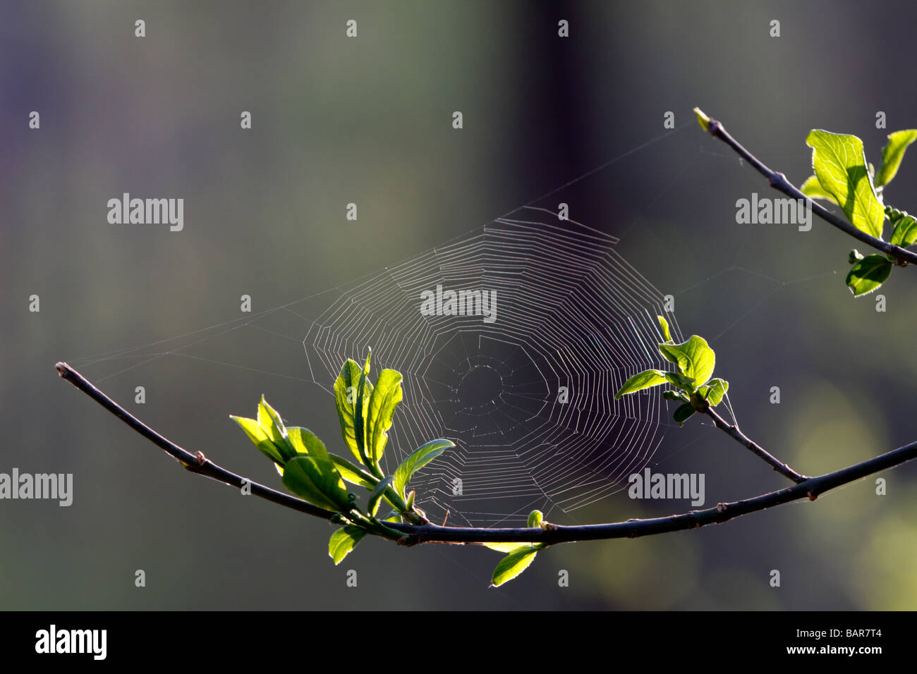 Spider web against a dark background Stock Photo