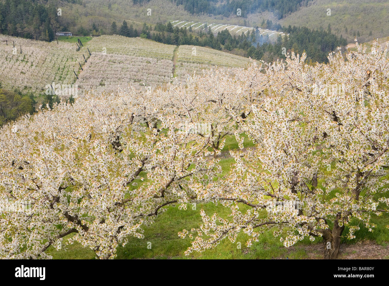 Cherry orchards in spring bloom Stock Photo