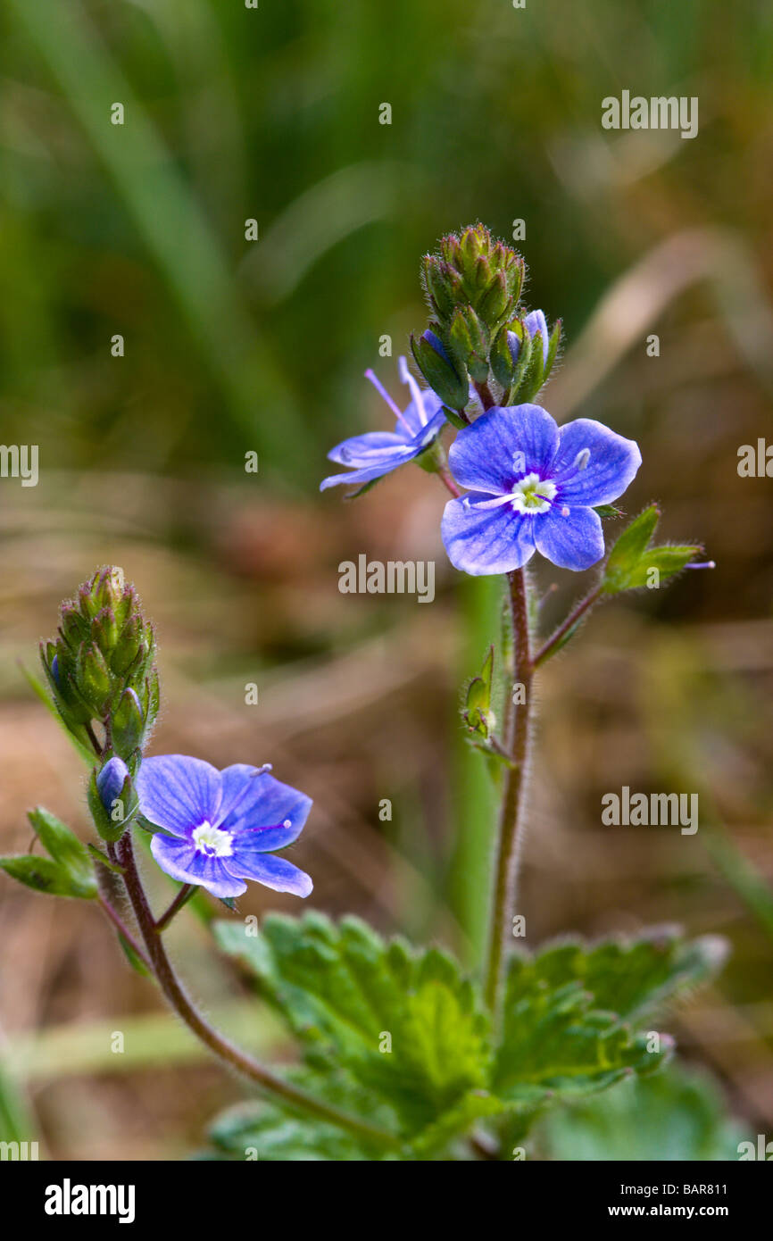 Common field speedwell hi-res stock photography and images - Alamy