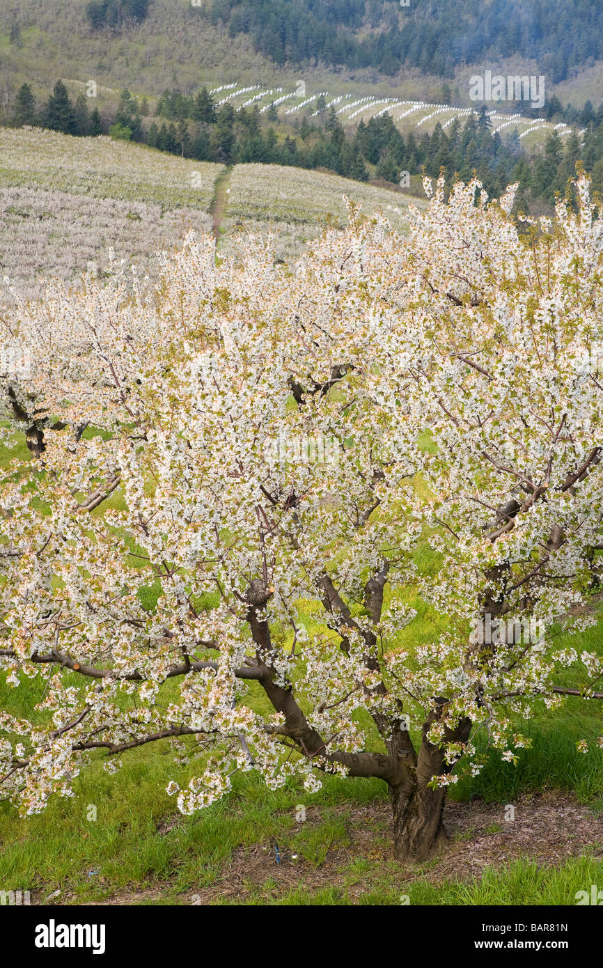 Cherry orchards in spring bloom Stock Photo