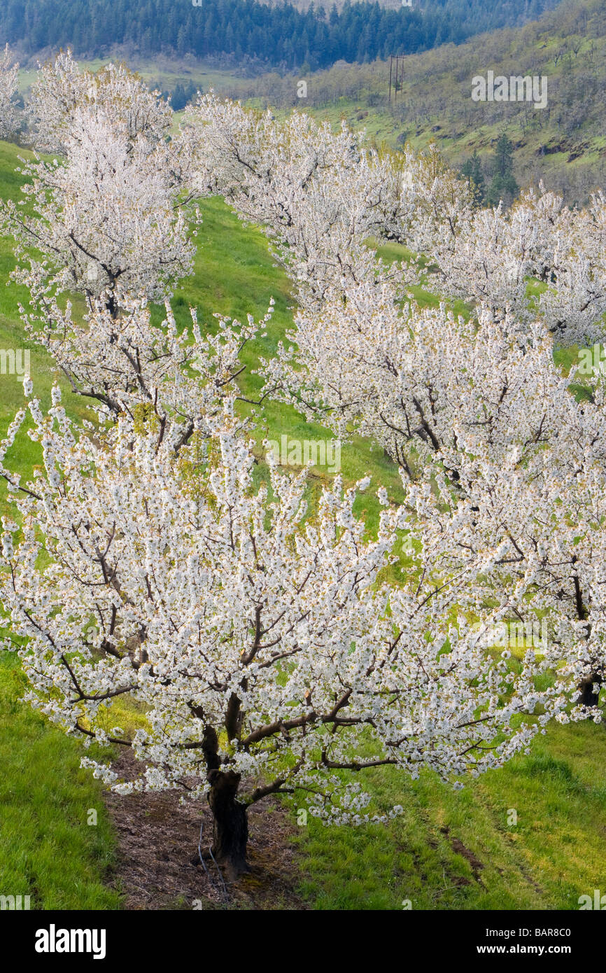 Cherry orchards in spring bloom Stock Photo