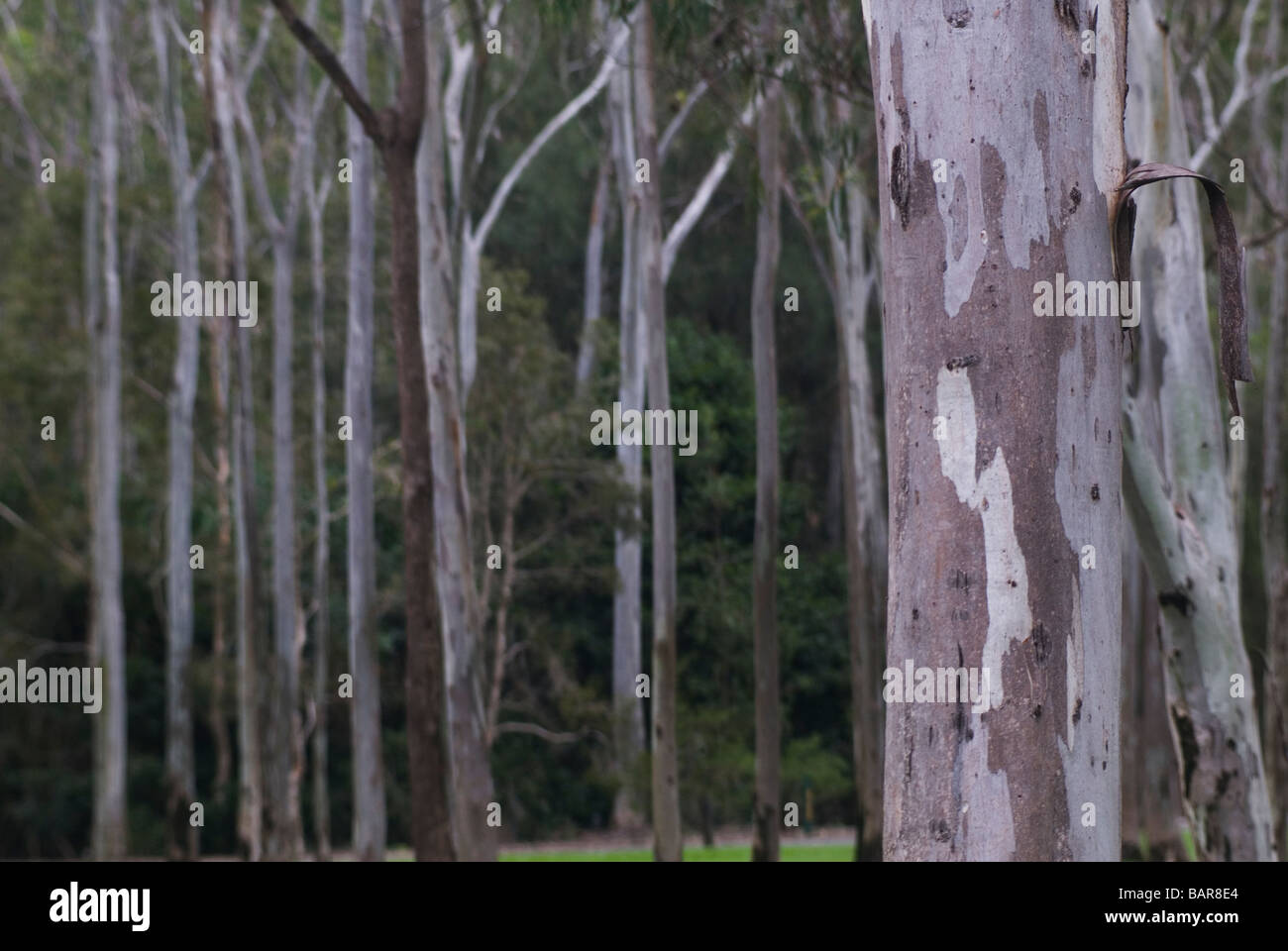 Carbon storage and forest australia hires stock photography and images Alamy
