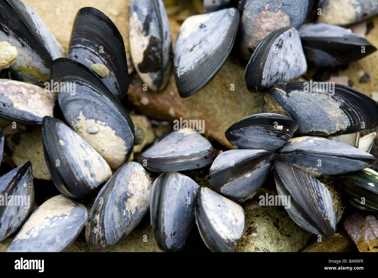 Blue Mussels Marlborough Sound South Island New Zealand Stock Photo