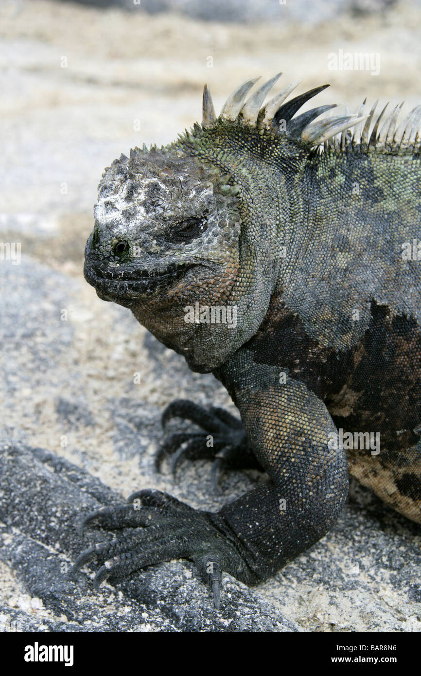 Marine Iguana, Amblyrhynchus cristatus, Iguanidae, Punta Espinoza, Fernandina (Narborough) Island, Galapagos Islands, Ecuador Stock Photo