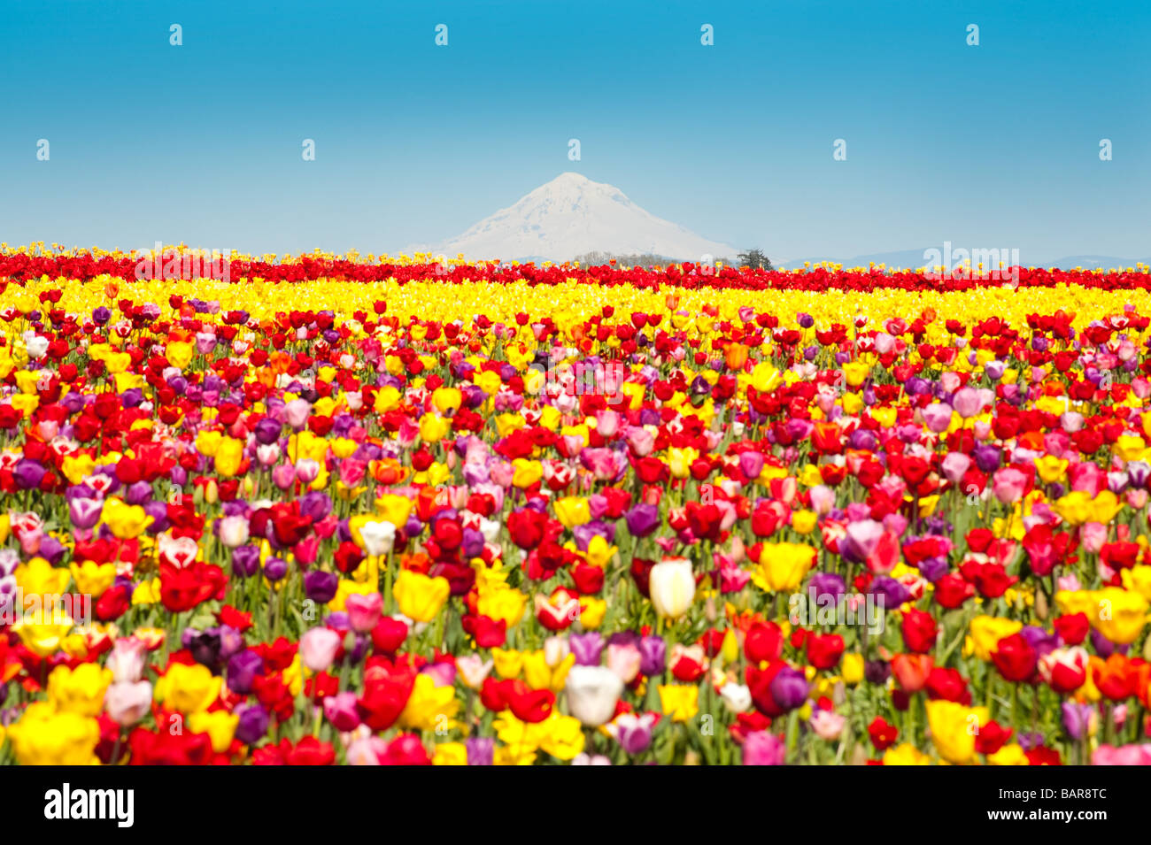 A large field of blooming colorful tulips planted in rows Stock Photo ...