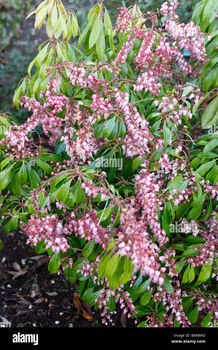 PIERIS JAPONICA PINK DELIGHT CLOSE UP OF FLOWERS Stock Photo