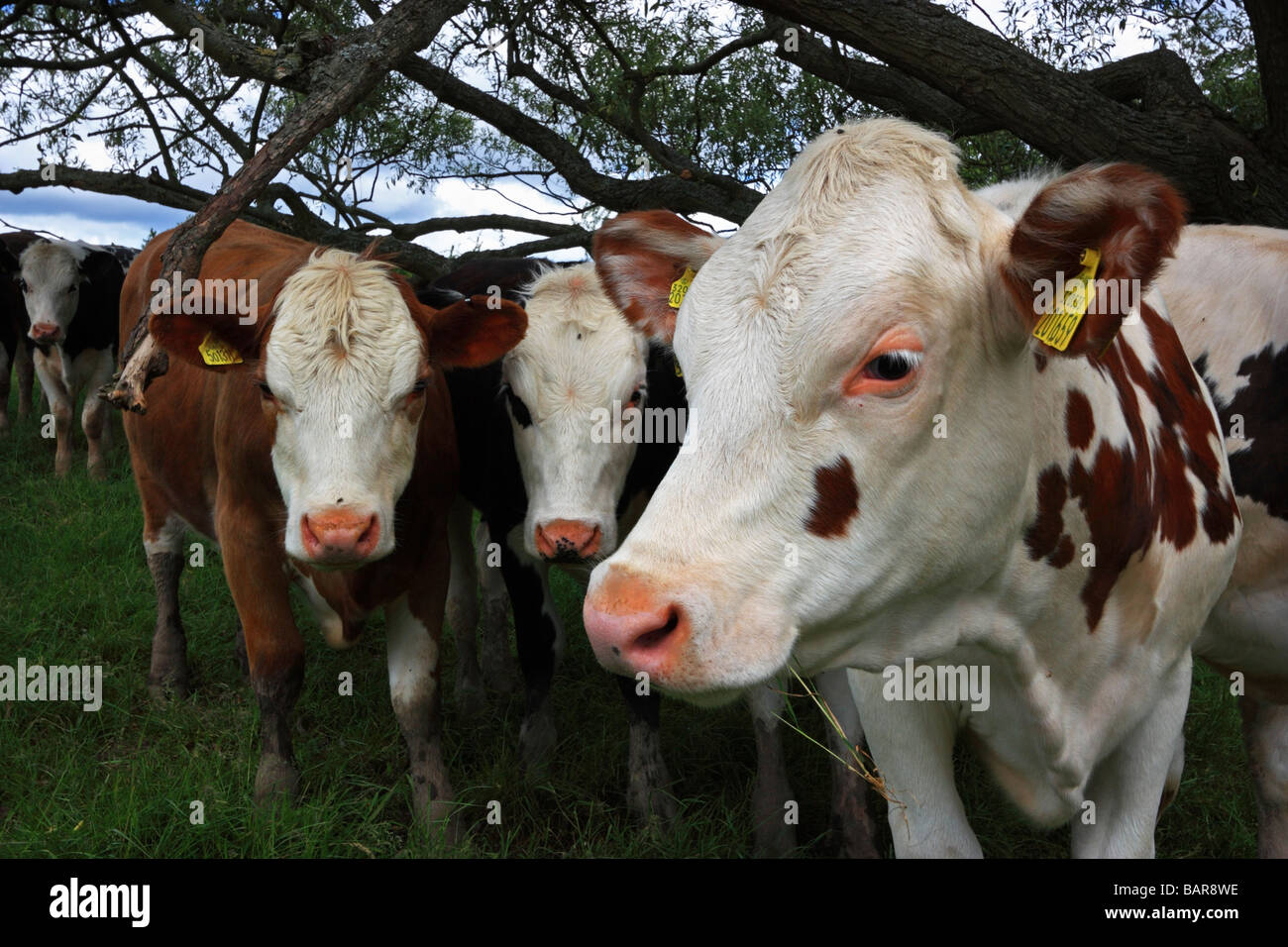Inquisitive young cows in a field Stock Photo