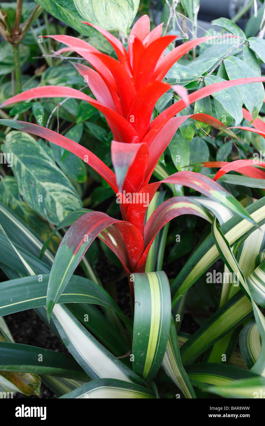 GUZMANIA JOLO PLANT IN FLOWER Stock Photo