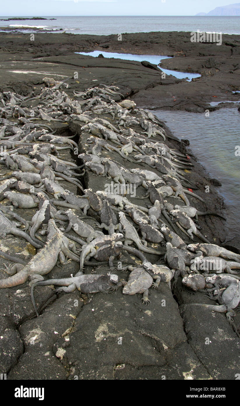 Marine Iguana, Amblyrhynchus cristatus, Iguanidae, Punta Espinoza, Fernandina (Narborough) Island, Galapagos Islands, Ecuador Stock Photo