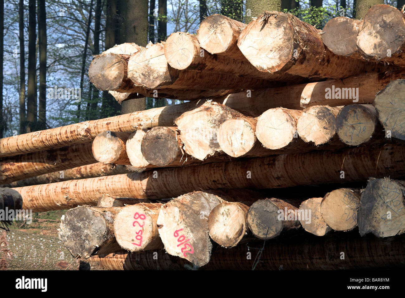 Wooden logs drying in the fresh air. Stock Photo