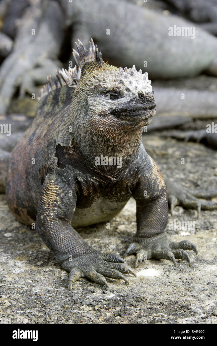 Marine Iguana, Amblyrhynchus cristatus, Iguanidae, Punta Espinoza, Fernandina (Narborough) Island, Galapagos Islands, Ecuador Stock Photo