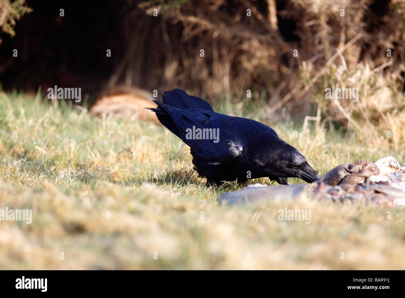 RAVEN Corvus corax FEEDING ON OFFAL Stock Photo