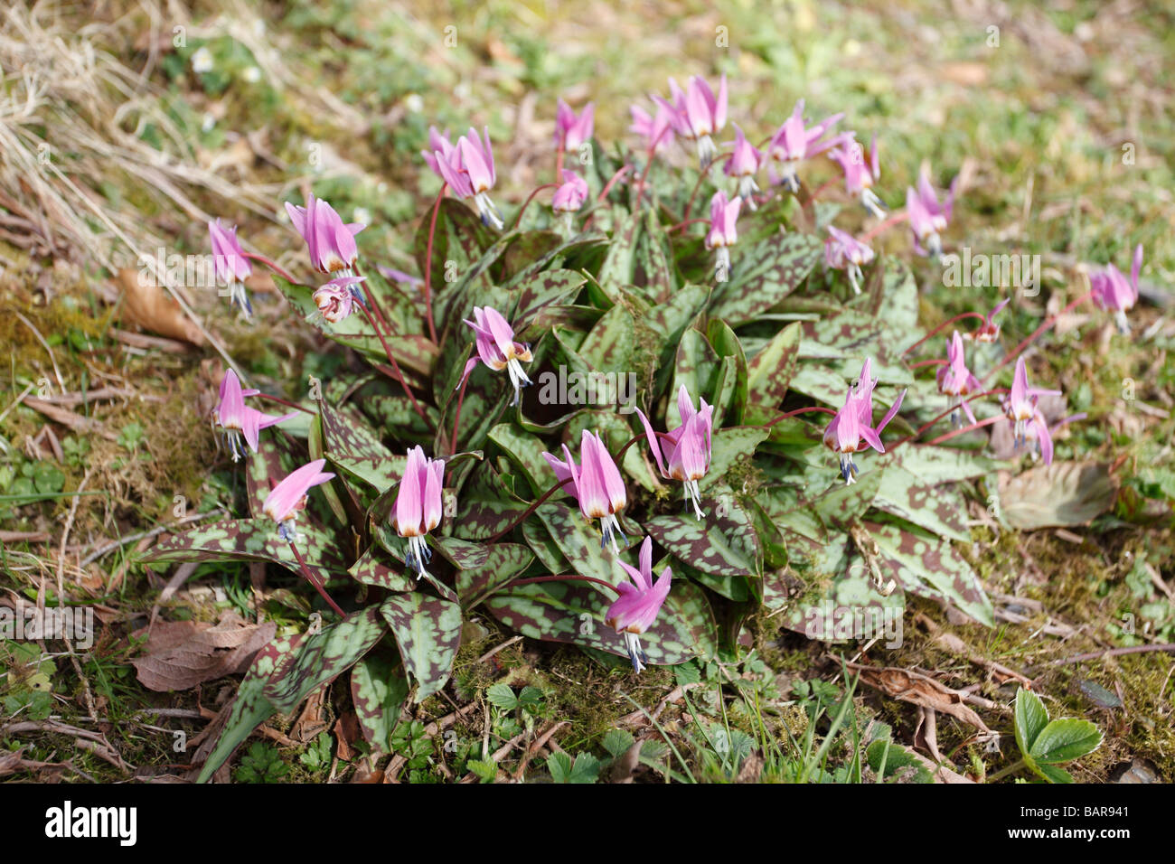 DOG TOOTH VIOLET Erythronium dens canis PLANT IN FLOWER Stock Photo