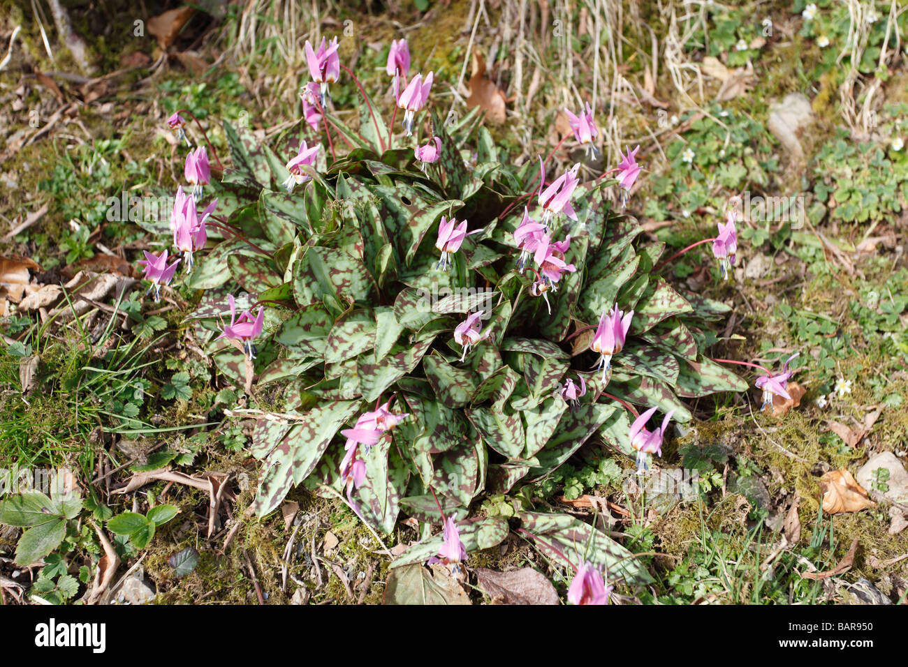 DOG TOOTH VIOLET Erythronium dens canis PLANT FLOWERING IN HEDGEROW Stock Photo