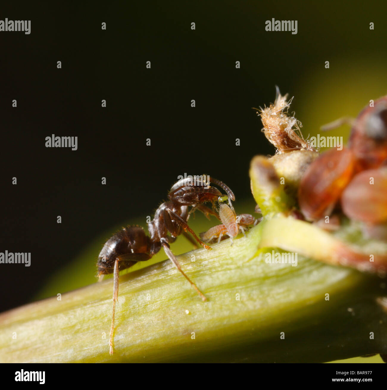 Ant (Lasius niger, black garden ant) milking an aphid. They harvest honeydew this way. Stock Photo