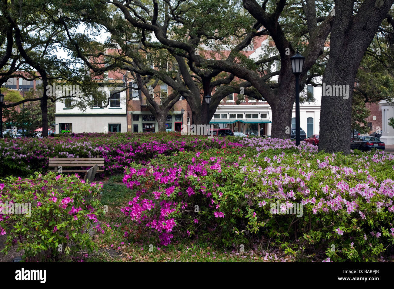 Beautiful City Parks With Blooming Azalea Bushes In Downtown Savannah Georgia Usa Southern Usa America Stock Photo Alamy