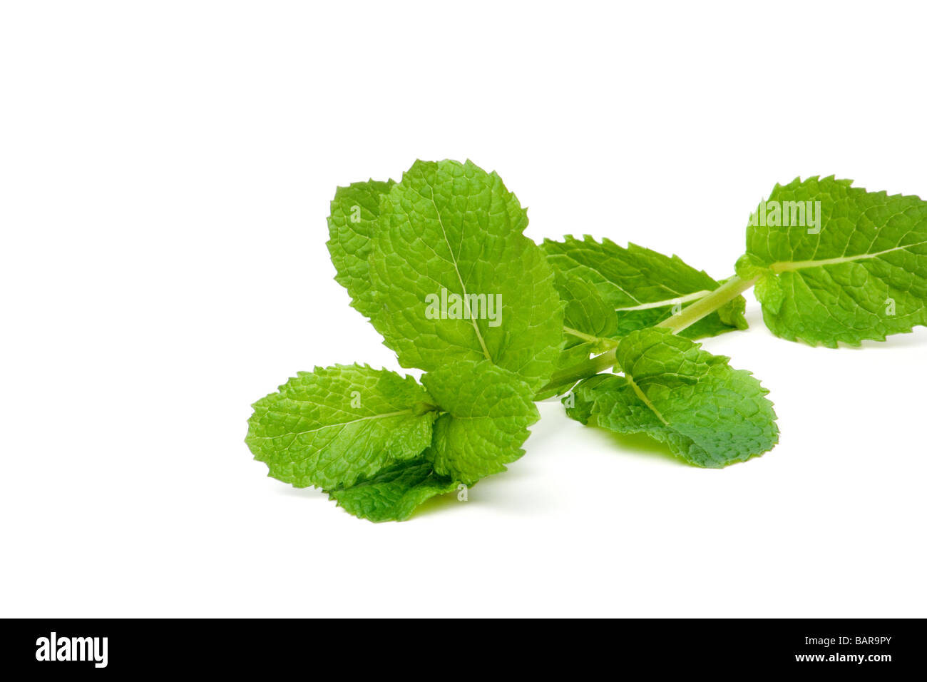 Fresh mint leaves Stock Photo Alamy