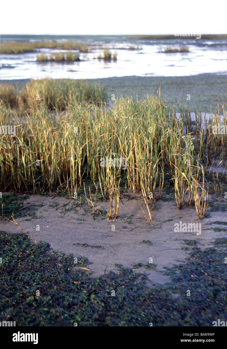 Spartina townsendii building up mud around it to start the formation of a new sand dune or salt-marsh. Stock Photo