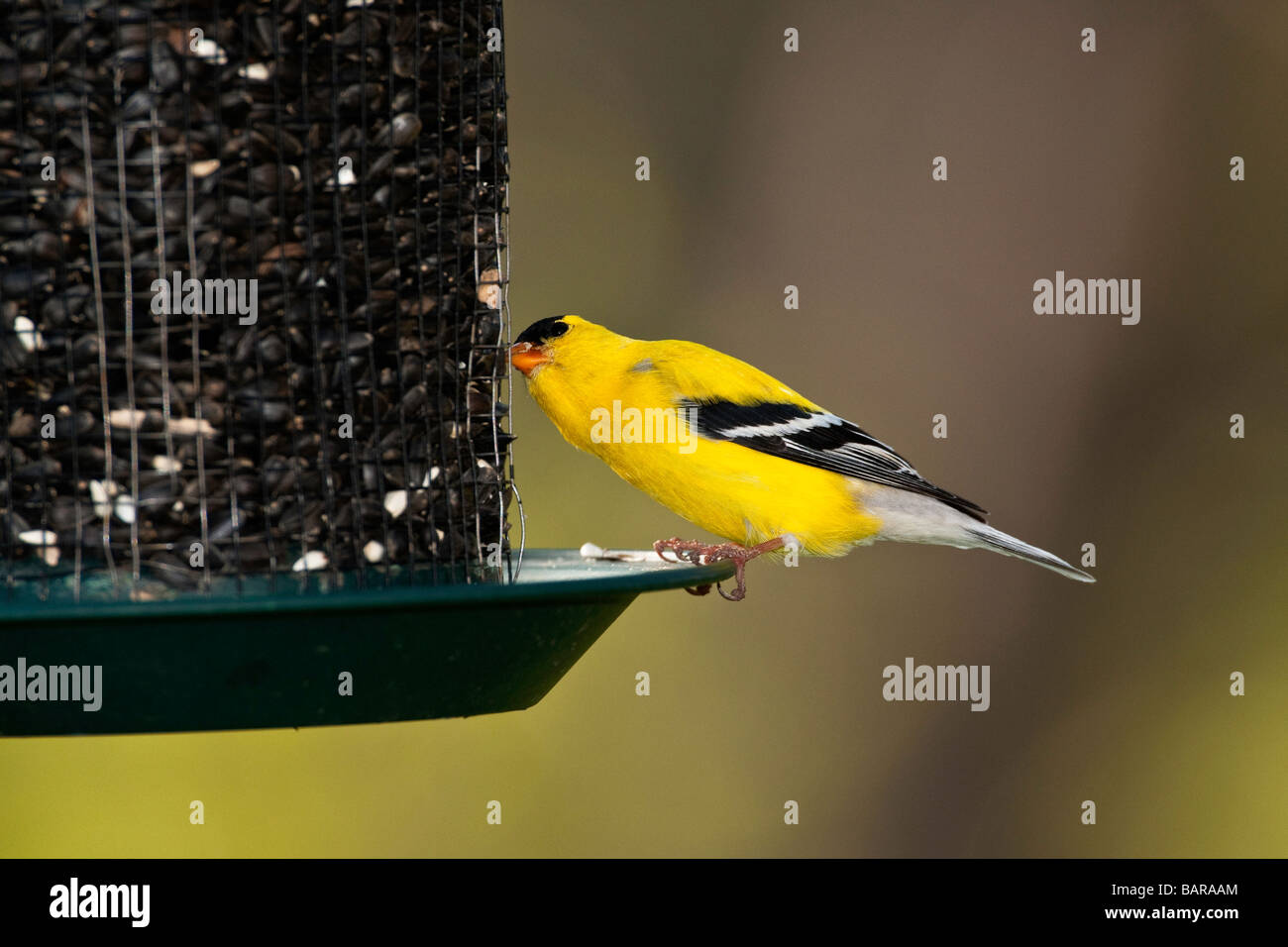 Male American Goldfinch in breeding plummage on feeder Stock Photo - Alamy
