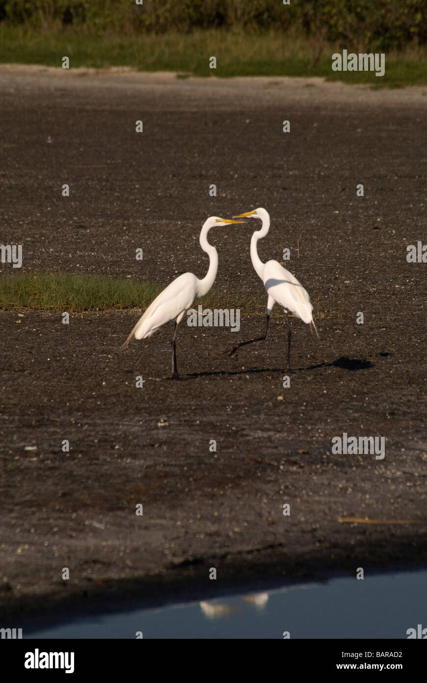 Egrets at Merritt Island National Wildlife Refuge Titusville Florida