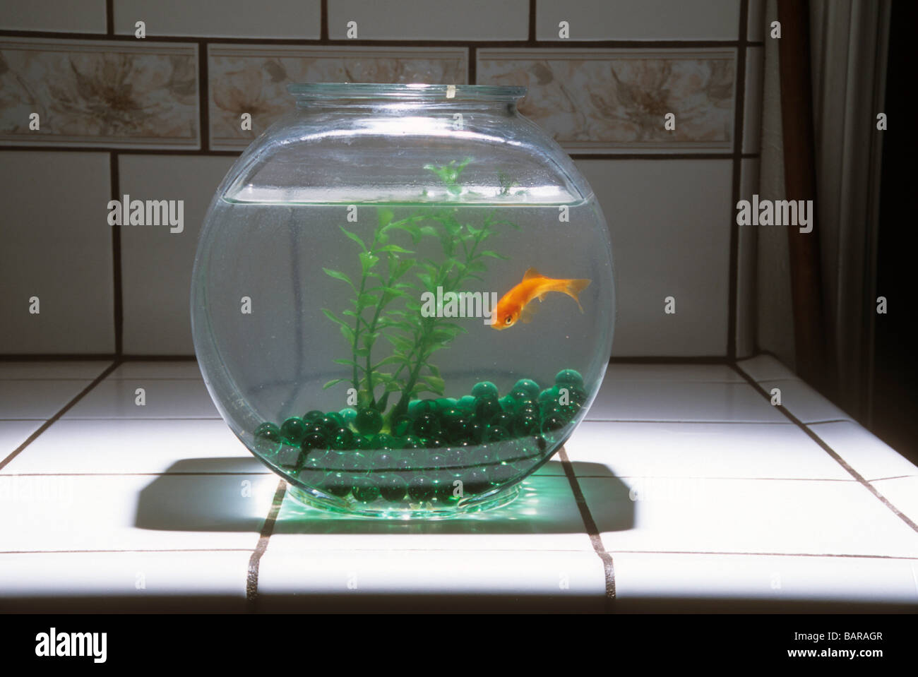 fish round bowl tank aquarium water plant gold goldfish confine Stock Photo  - Alamy