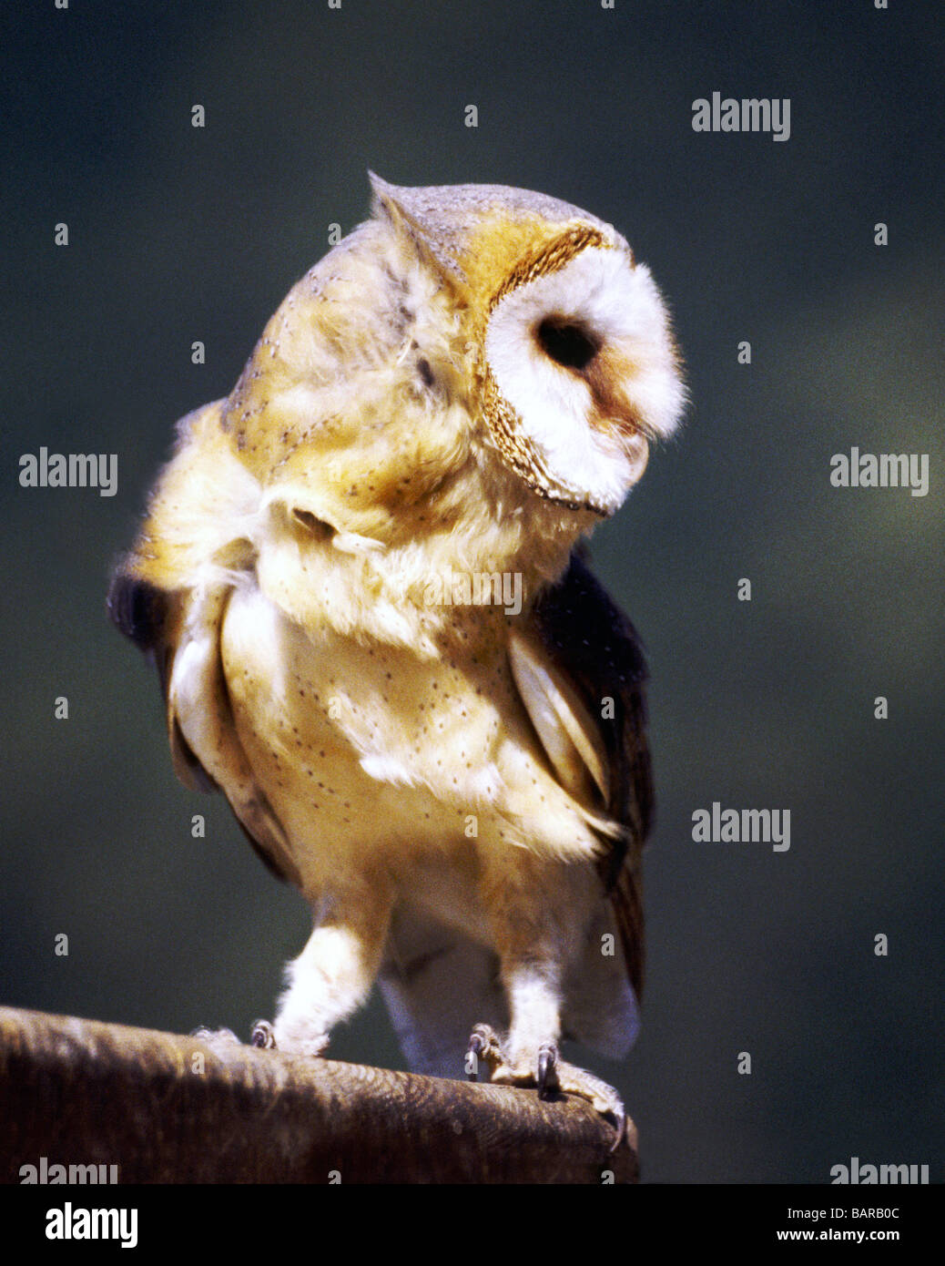 Barn Owl 'Tyto alba' Adult standing on wooden ledge. Stock Photo