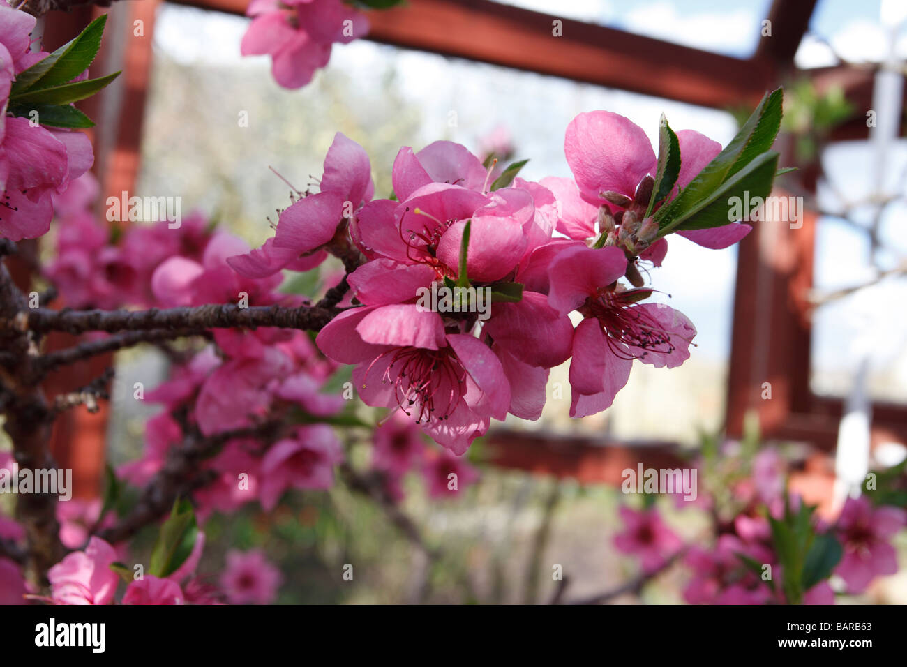 PEACH Prunus persica CLOSE UP OF FLOWERS Stock Photo