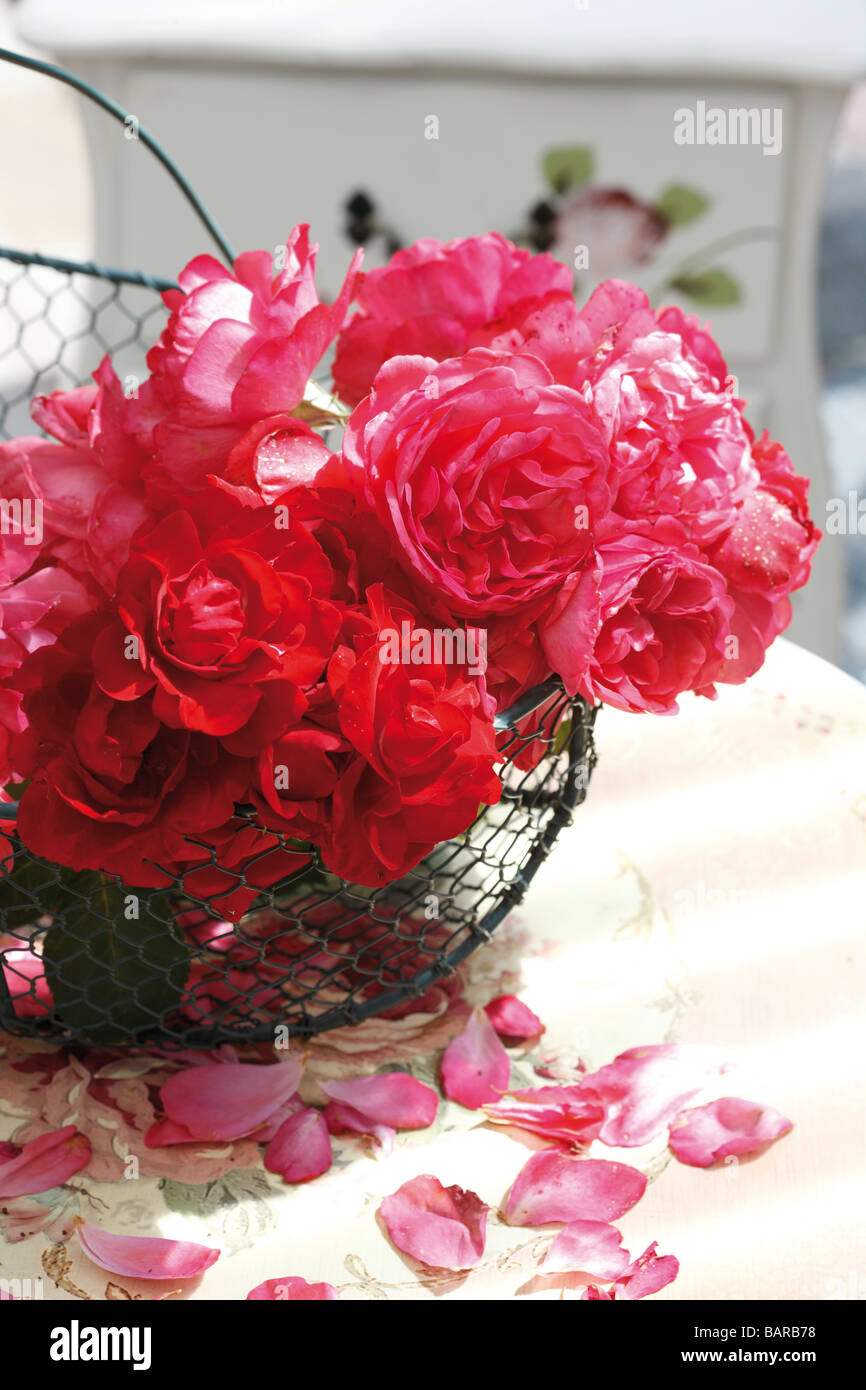 Petals falling flower rose hi-res stock photography and images - Alamy