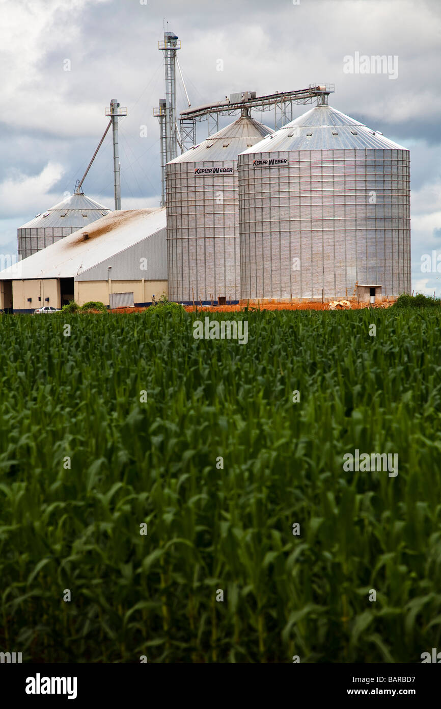 Agriculture corn plantation and silos BR 163 road at Mato Grosso State Brazil Stock Photo