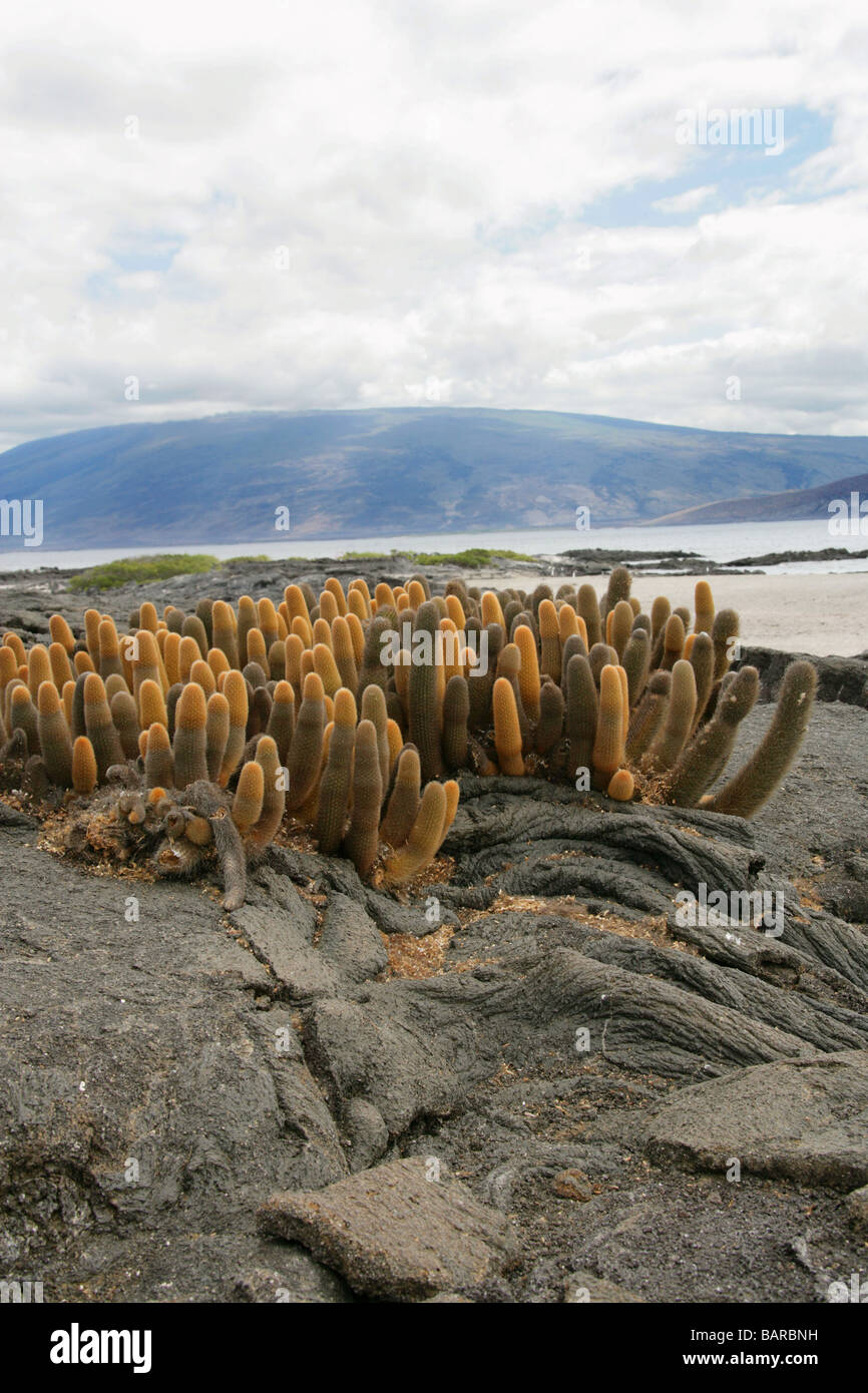Lava Cactus, Brachycereus nesioticus, Cactaceae, Punta Espinosa, Fernandina (Narborough) Island, Galapagos Islands, Ecuador Stock Photo