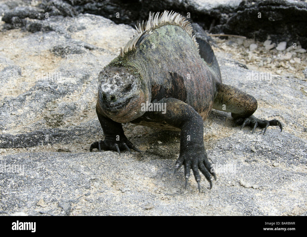 Marine Iguana, Amblyrhynchus cristatus, Iguanidae, Punta Espinoza, Fernandina (Narborough) Island, Galapagos Islands, Ecuador Stock Photo