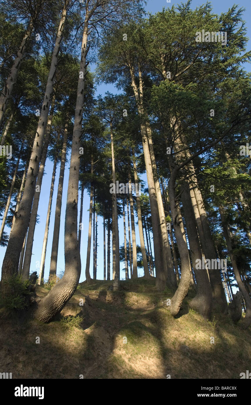Image tall tree coniferous hi-res stock photography and images - Alamy