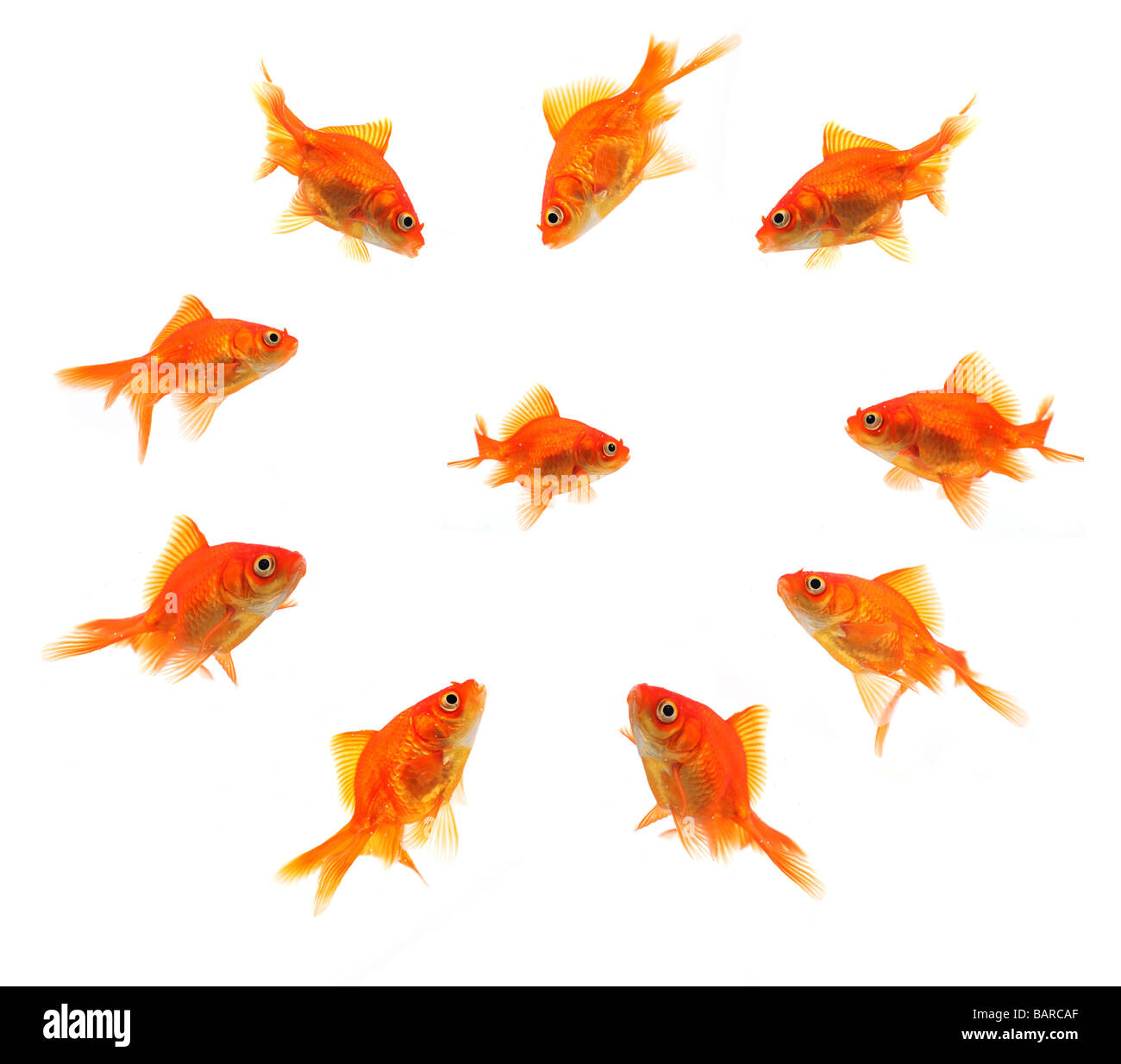 larger goldfish group around smaller goldfish isolated on white background Stock Photo