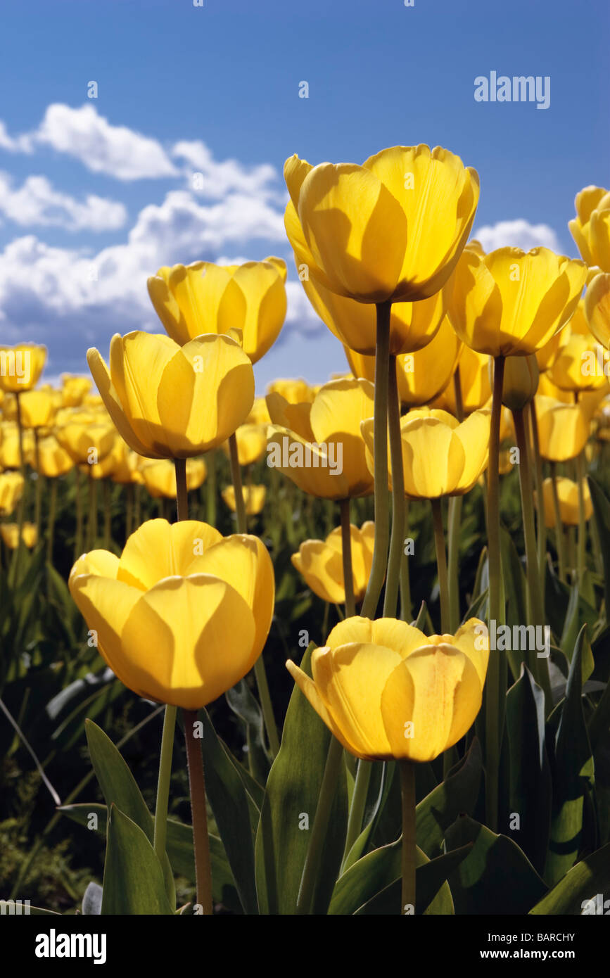 Yellow tulips with blue sky and clouds Stock Photo - Alamy