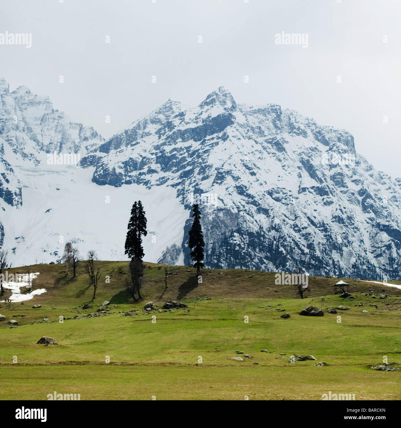 Trees on a grassland, Sonmarg, Jammu And Kashmir, India Stock Photo Alamy