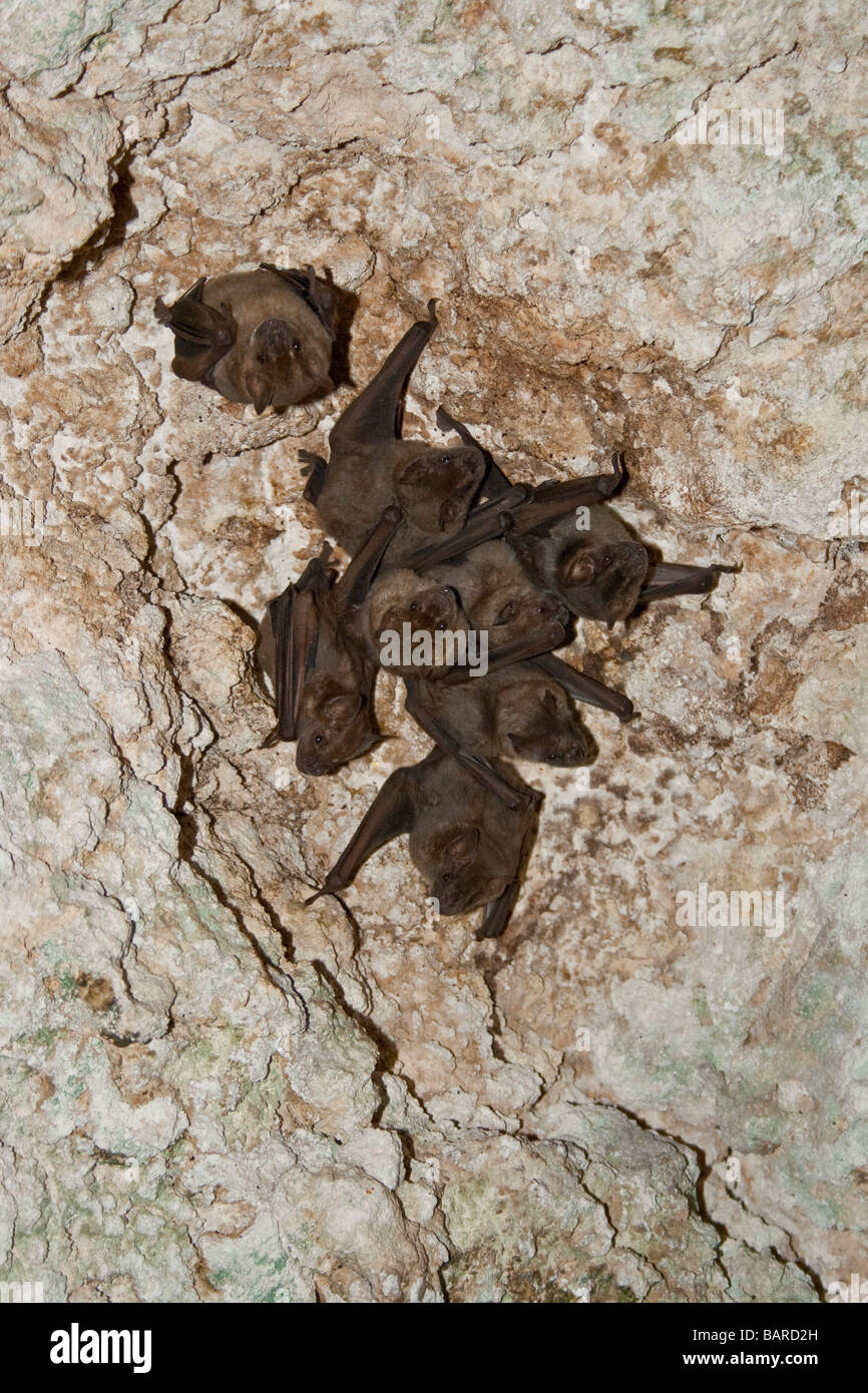 Barbados Grenade Hall forest park bat cave Stock Photo Alamy