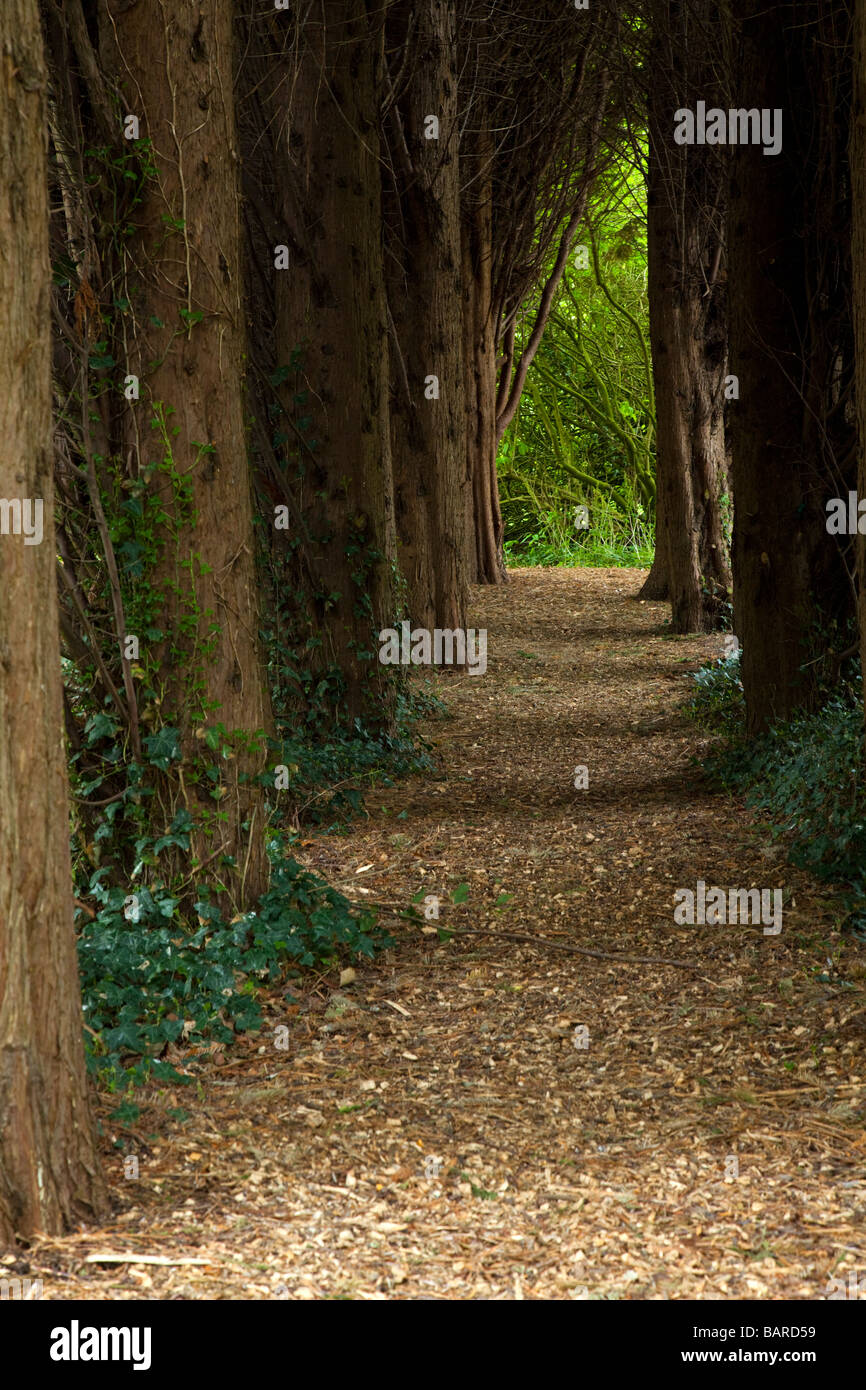Light at the end of the tunnel along a gardne path lined with dense foliage trees at Ness Botanical Gardens, Ness, Cheshire Stock Photo