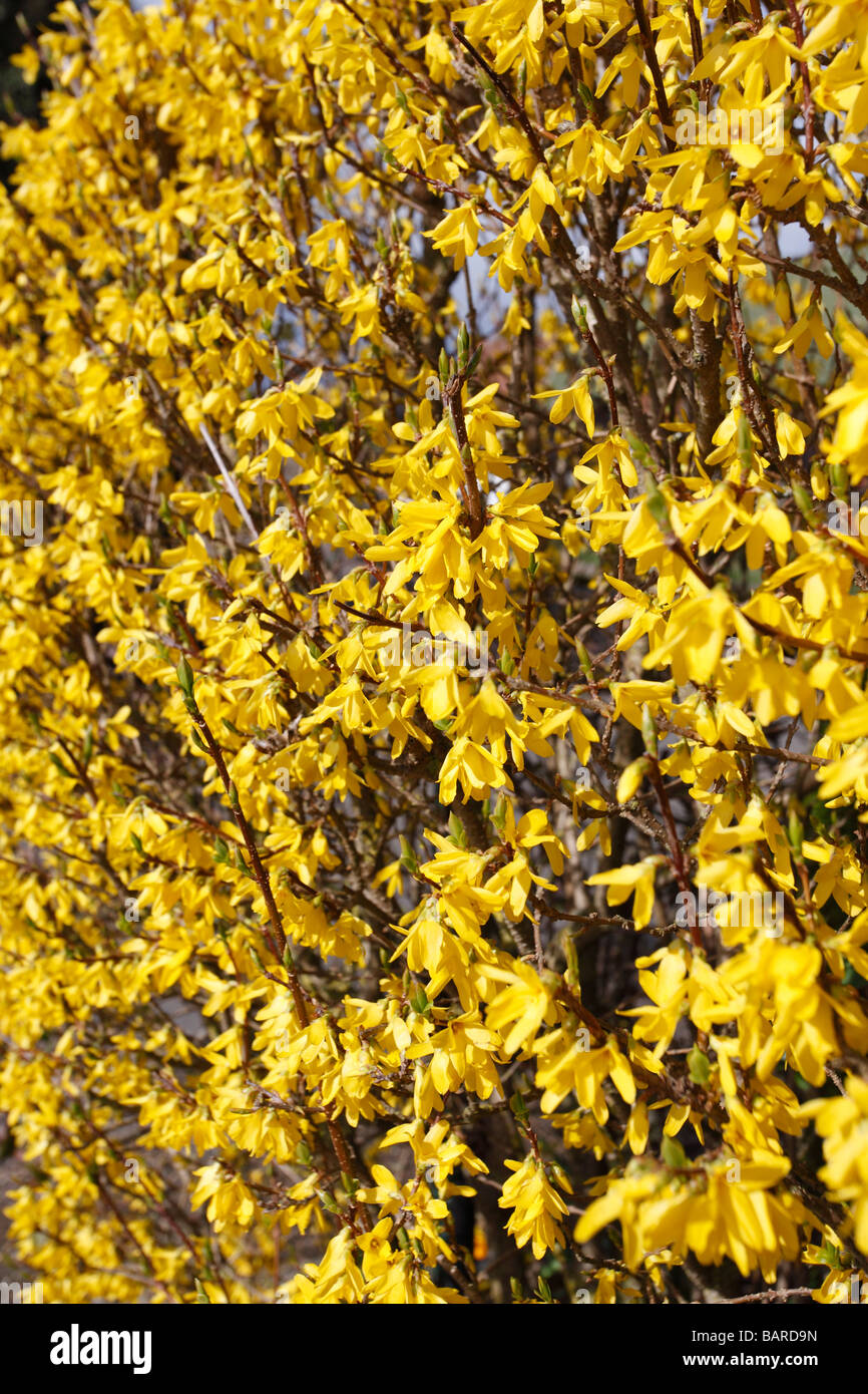 WINTER JASMINE Jasminium nudiflorum FLOWERING IN HEDGE Stock Photo Alamy