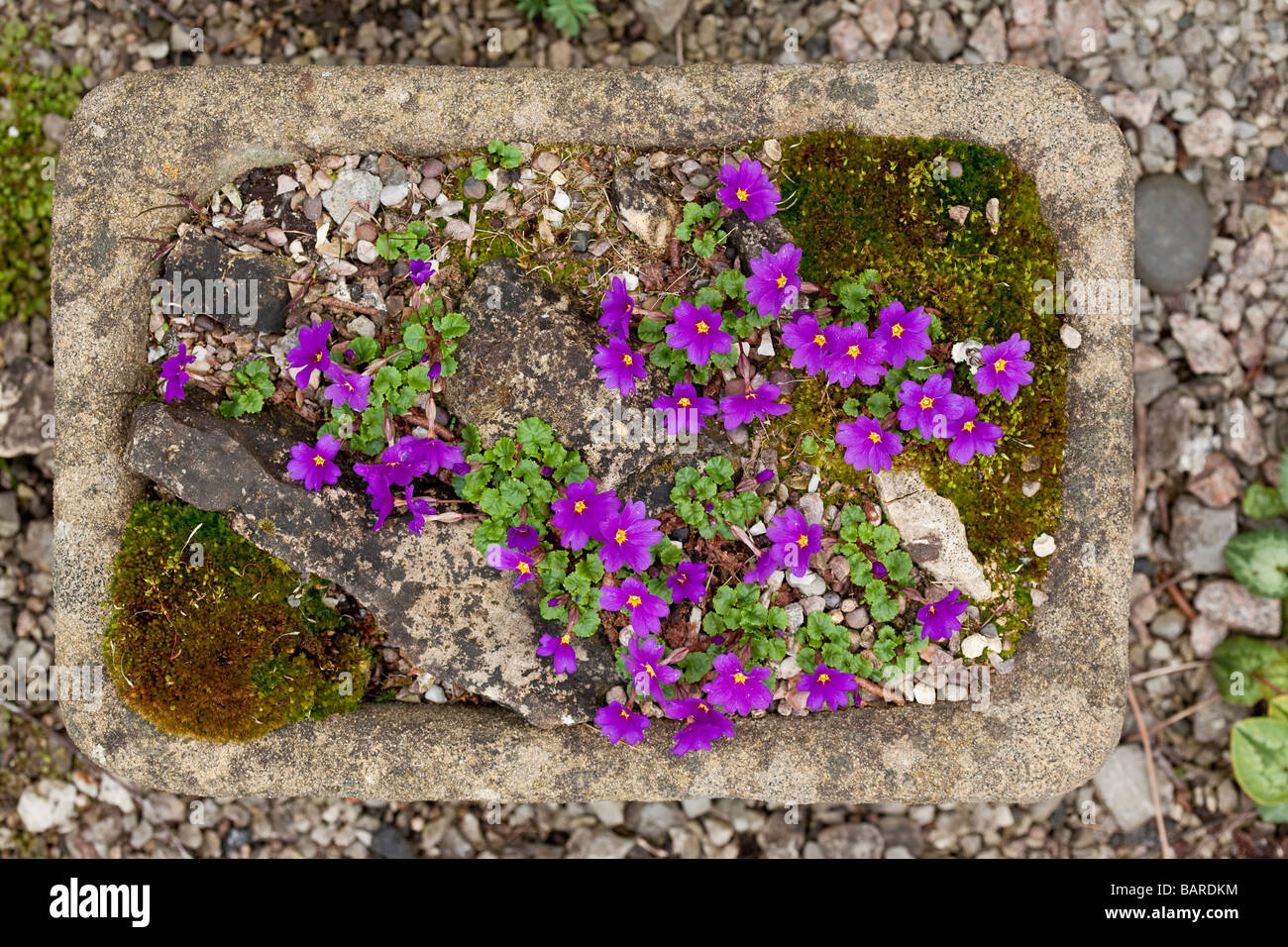 Dwarf Primulas growing in a stone trough Stock Photo