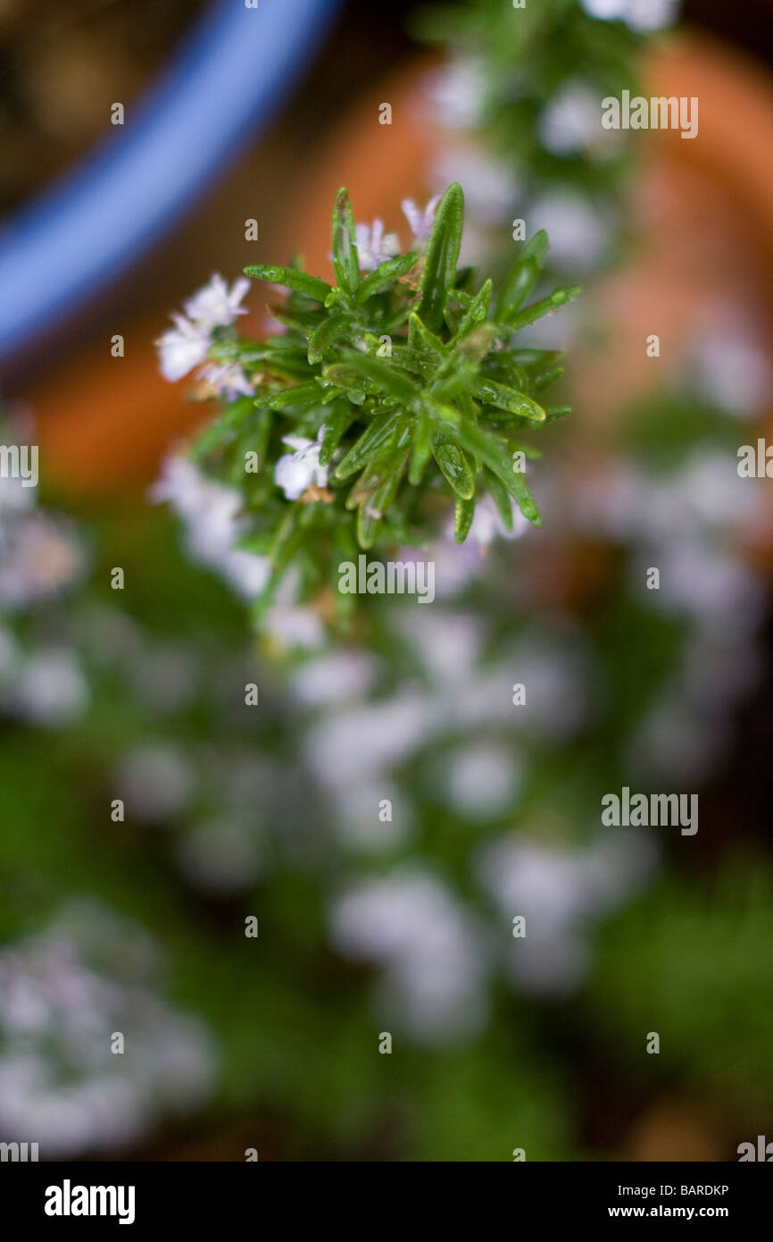 Rosemary plant in flower Stock Photo Alamy