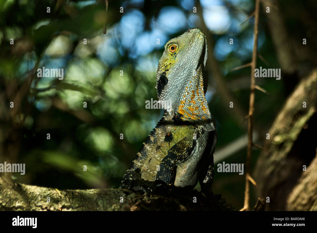 An Australian Eastern Water Dragon. Stock Photo