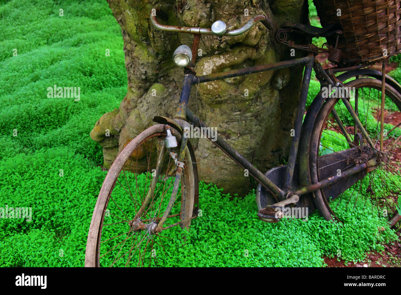 Old Dutch bike against a tree in a green field Stock Photo