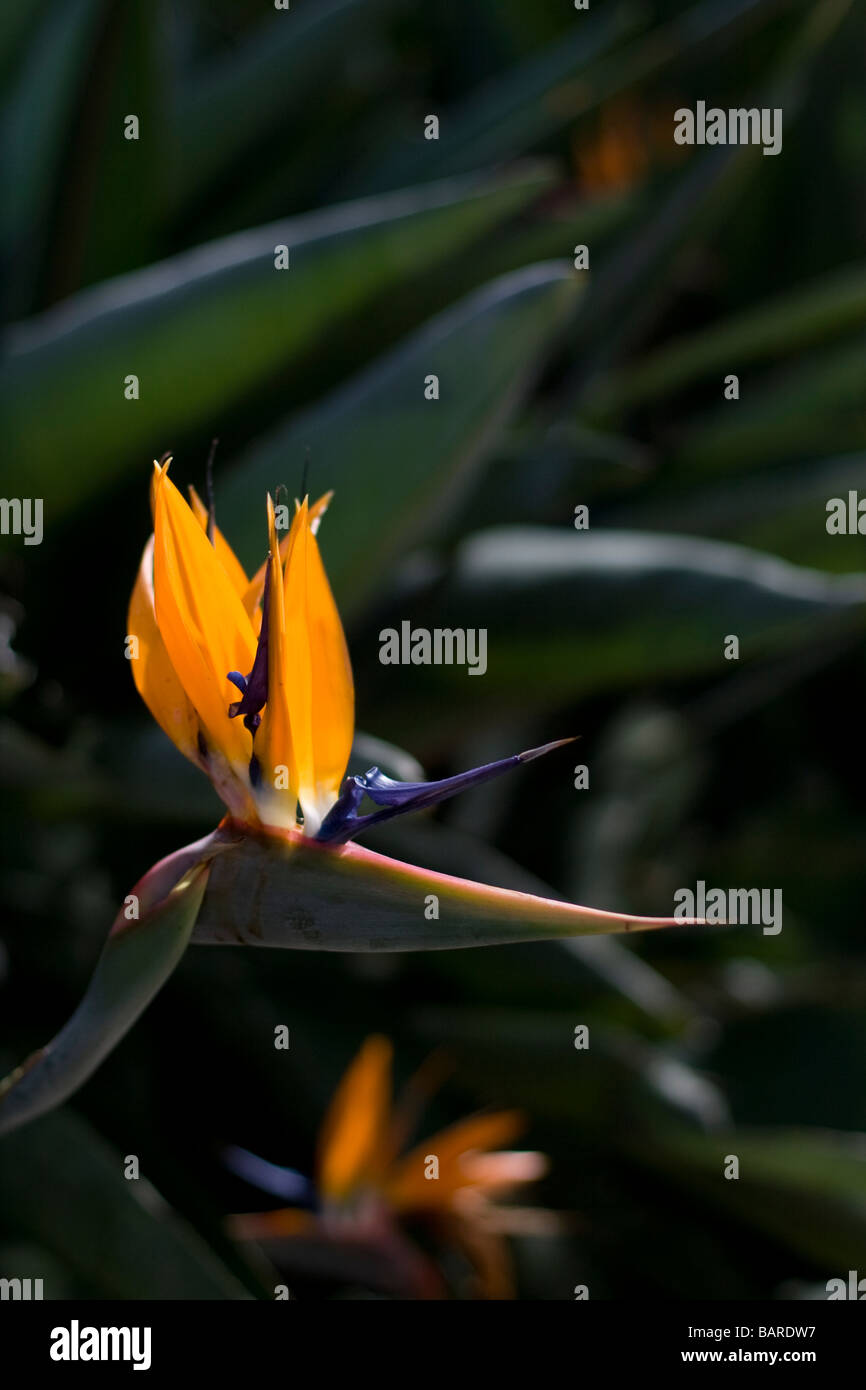 Birds of paradise flower hires stock photography and images Alamy