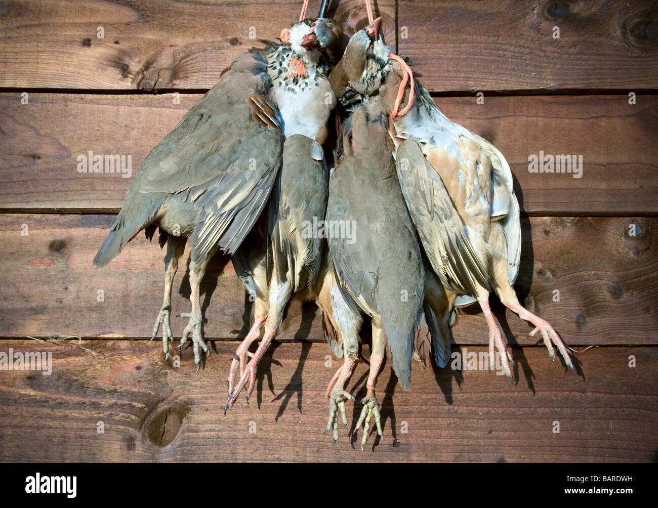 Partridge hunt hi-res stock photography and images - Alamy